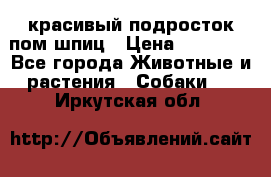 красивый подросток пом шпиц › Цена ­ 30 000 - Все города Животные и растения » Собаки   . Иркутская обл.